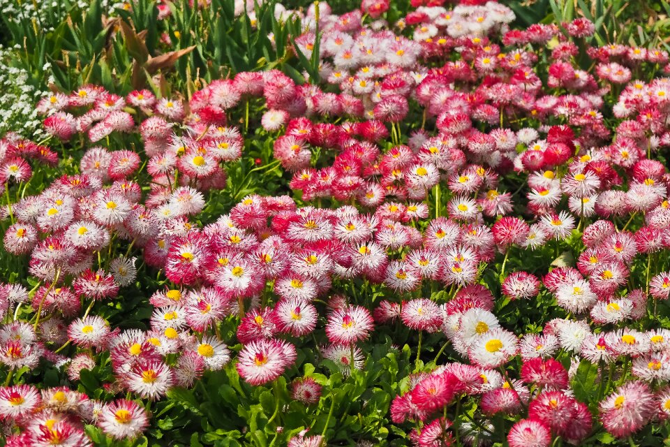 Nature daisy blossom