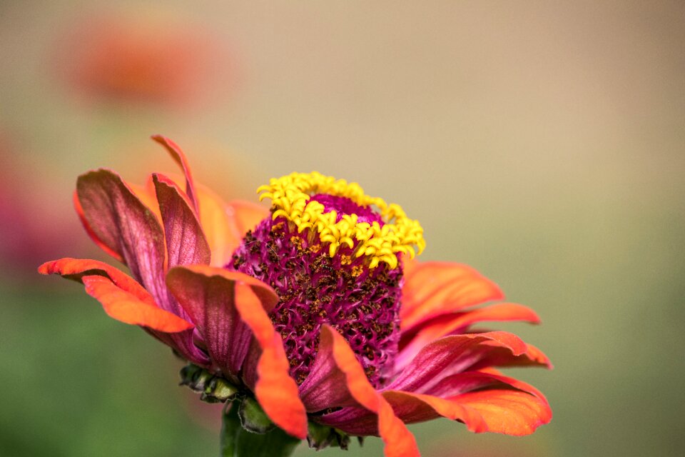 Flower plant garden