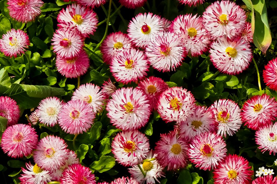 Nature daisy blossom