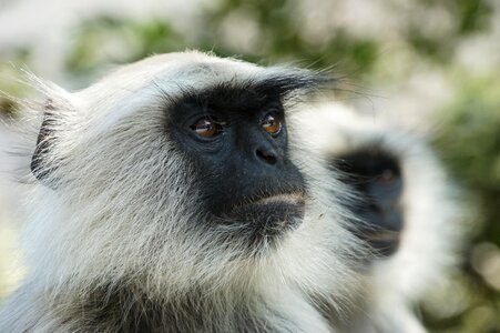 Monkey family observing primates