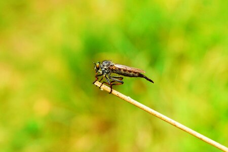 Insect animals nature