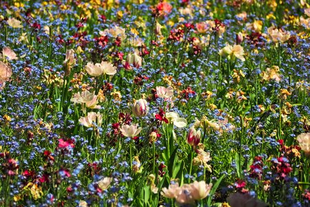 Meadow bloom wild flowers photo