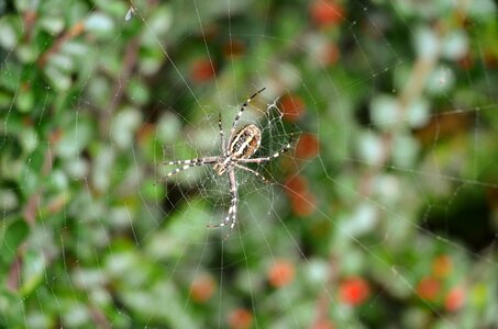 Spider autumn animals