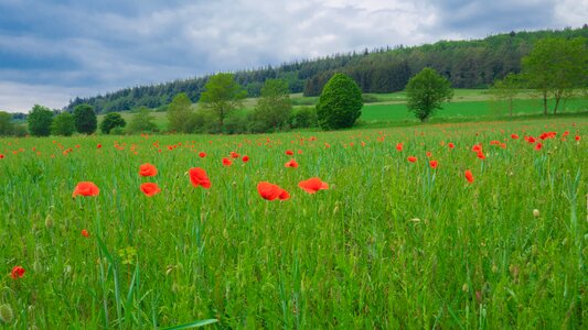 Poppies field meadow