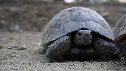 Animal tortoise nature