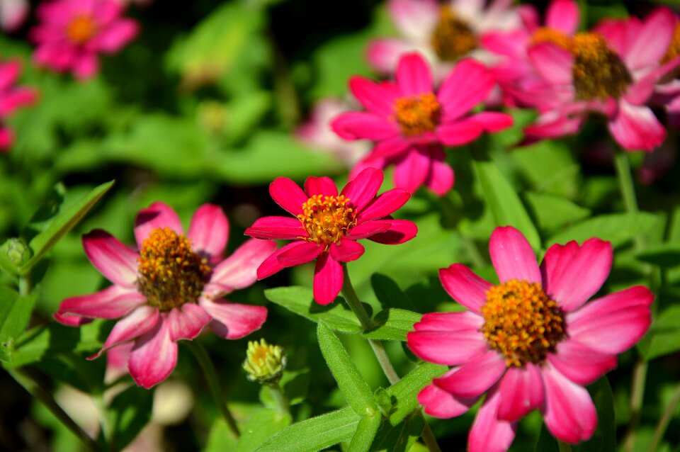Flowers bloom colorful