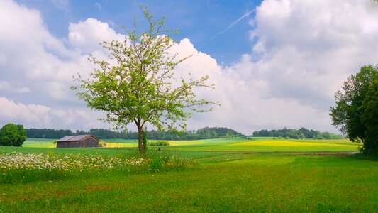 Trees green summer