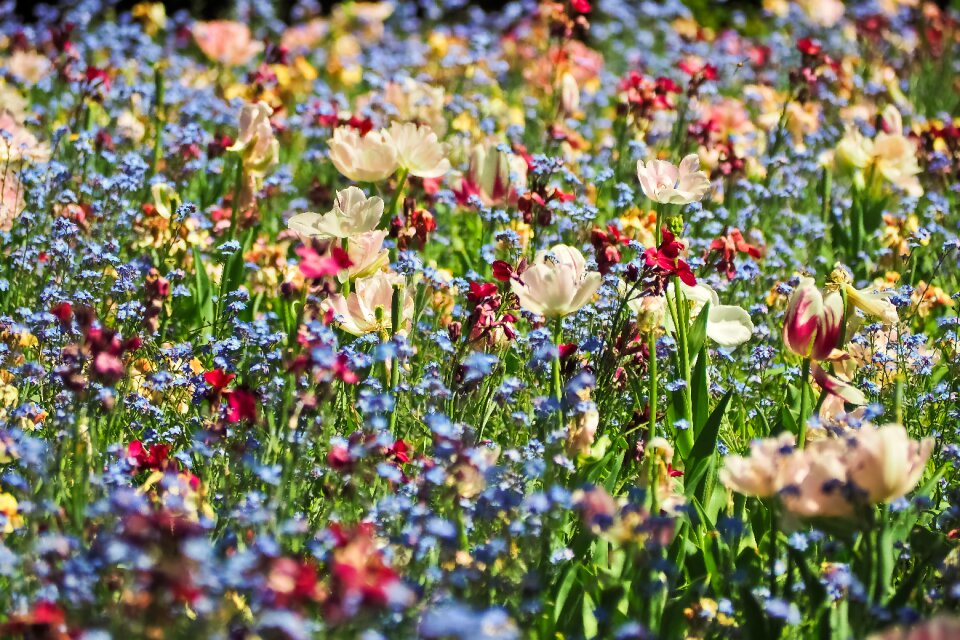 Meadow bloom wild flowers