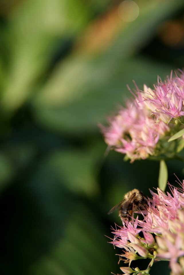 Flower pink flower nature photo