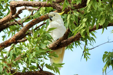 Cacatua galerita specimen