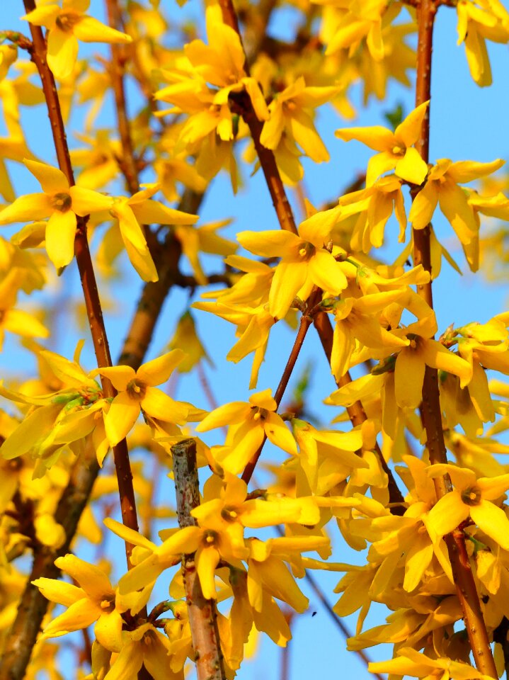 Nature plant sheet