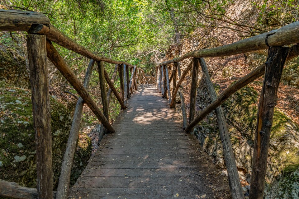 Transition forest footpath