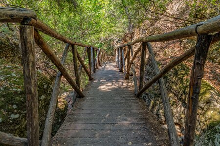 Transition forest footpath