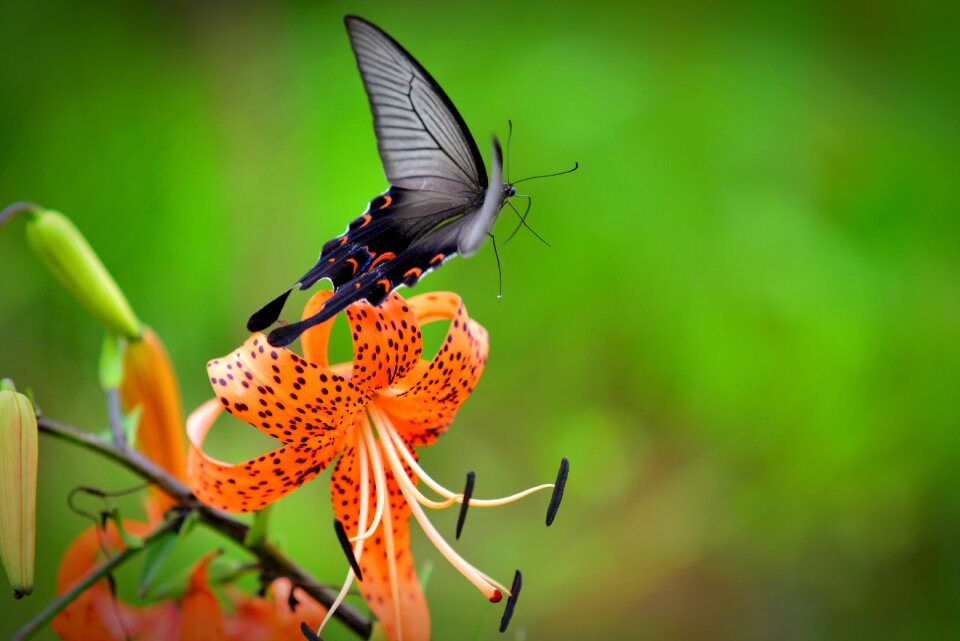 Butterfly long tail now or nature