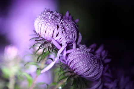 Dewdrop morgentau asters