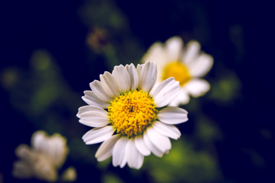 Yellow spring blossom
