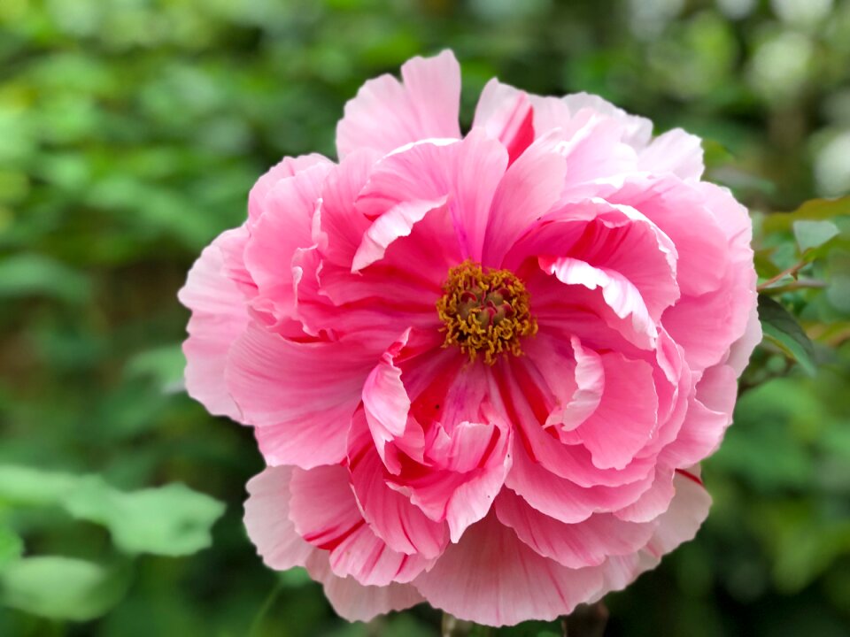 Garden petal peony