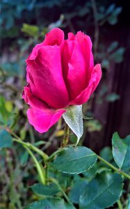 Garden rose red flower last blossom