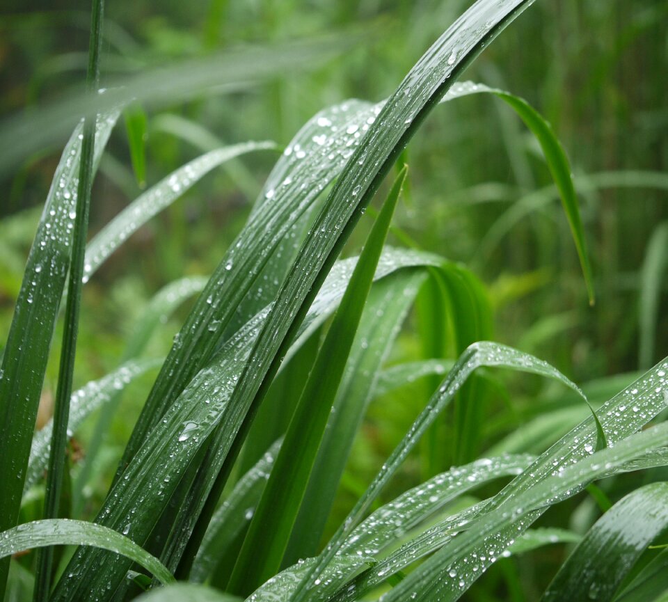 Nature leaf green
