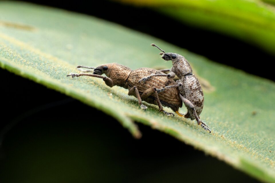 Insect curculionoidea Free photos