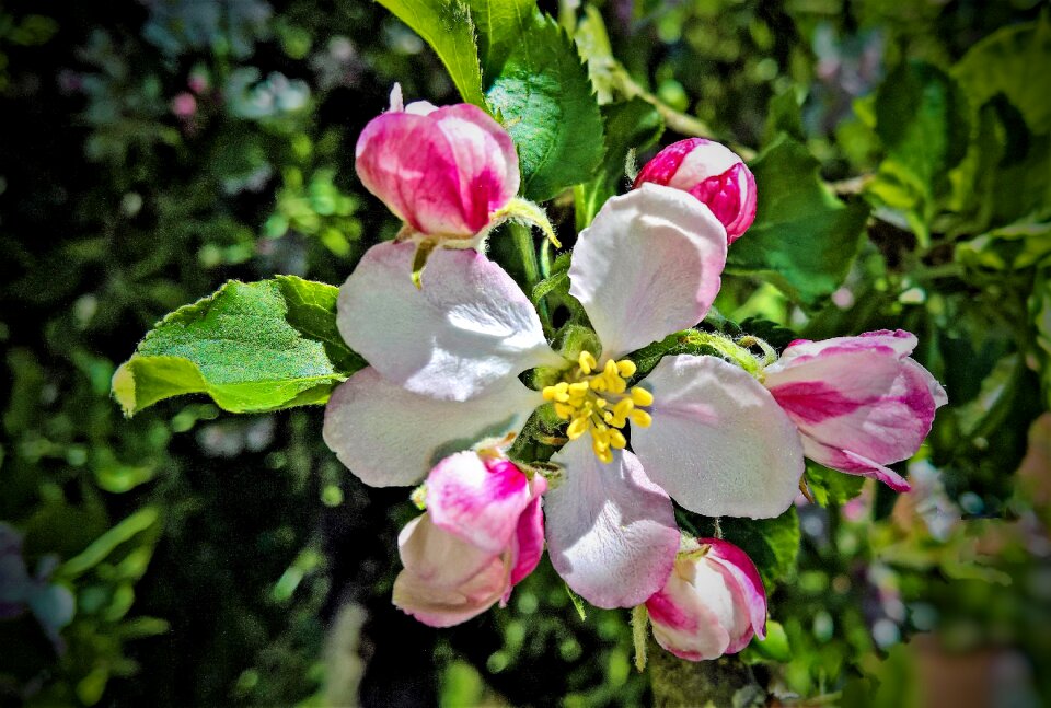 Fruit tree spring garden