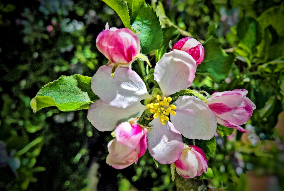 Fruit tree spring garden photo