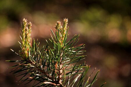 Branch tannenzweig conifer