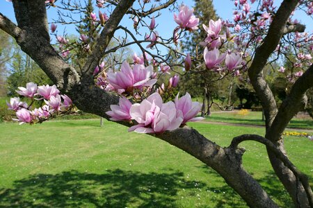 Magnolieacease magnoliengewaechs blossom photo