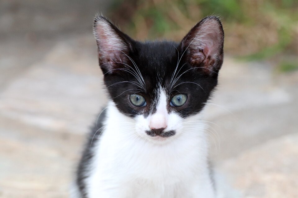 Domestic cat cute cat face