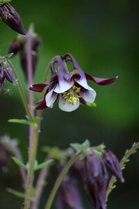 Garden flowering spring