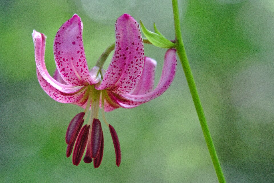 Lily turk's cap lily forest flower