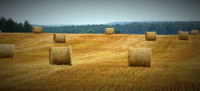 Figure agriculture landscape