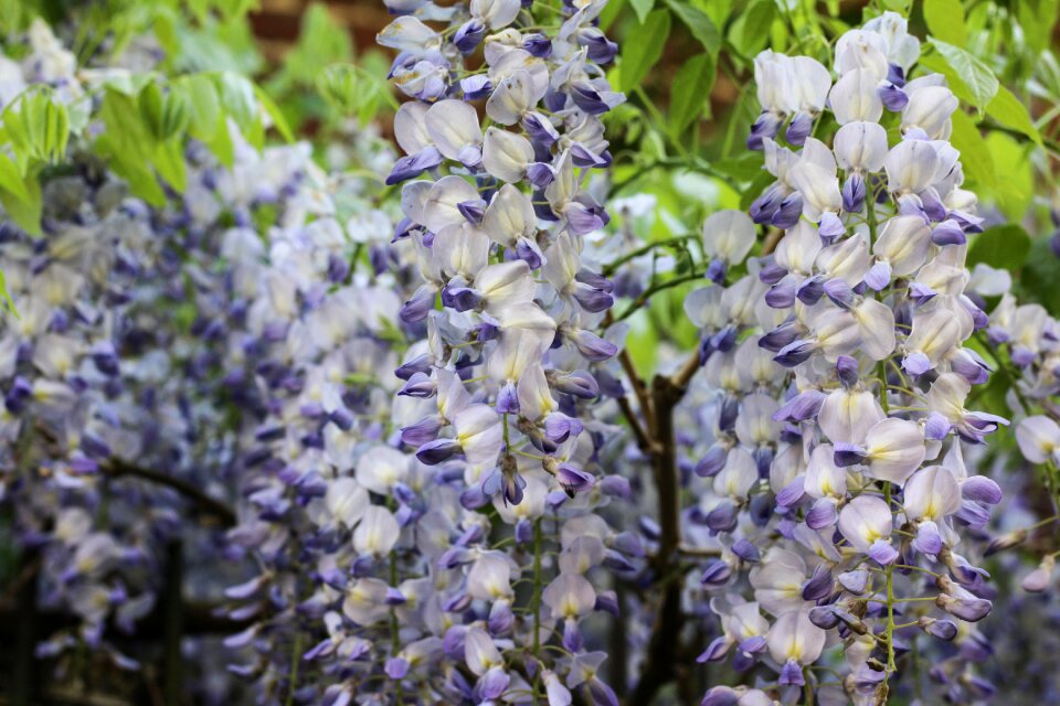 Spring plant climbing plants