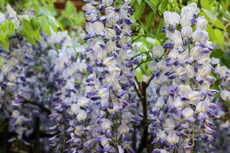 Spring plant climbing plants