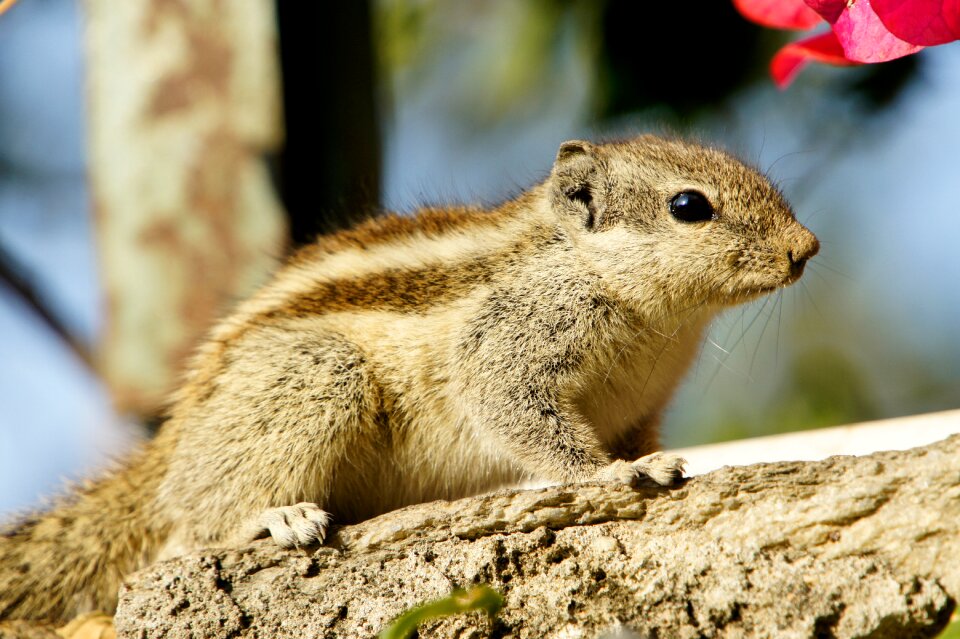 Nature animals close up