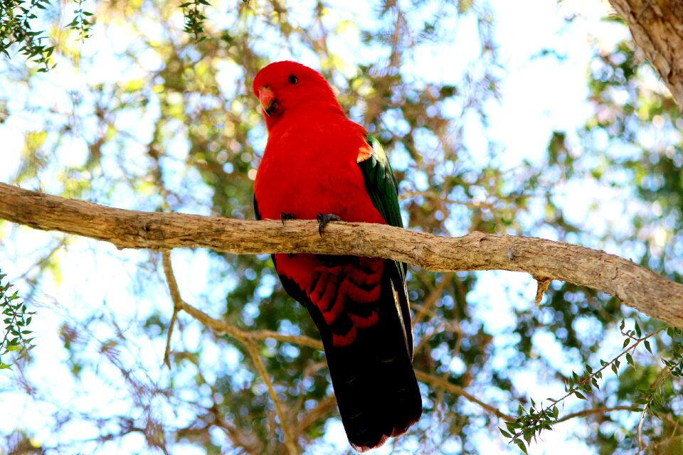 Scapularis specimen outback