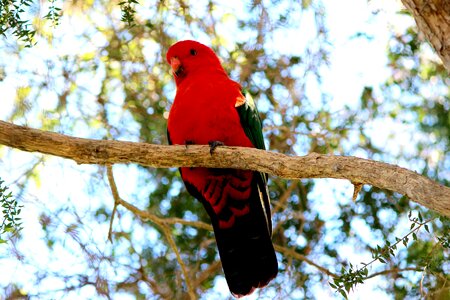 Scapularis specimen outback