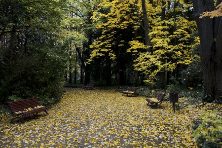 Leaves nature trees photo