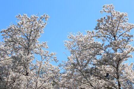 C cherry blossom festival blossoms