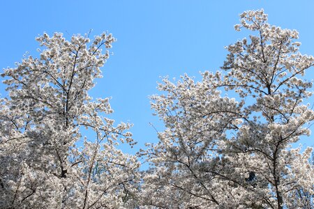 C cherry blossom festival blossoms photo