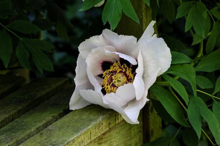 Flower spring garden