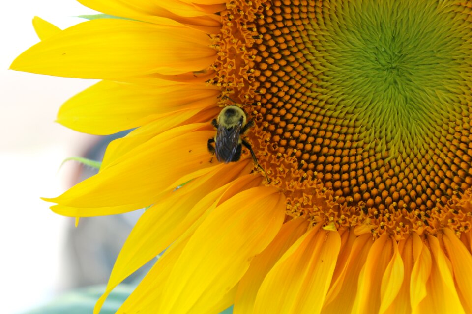 Nature summer floral