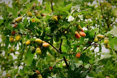 Mature tree nature