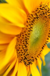 Summer nature floral