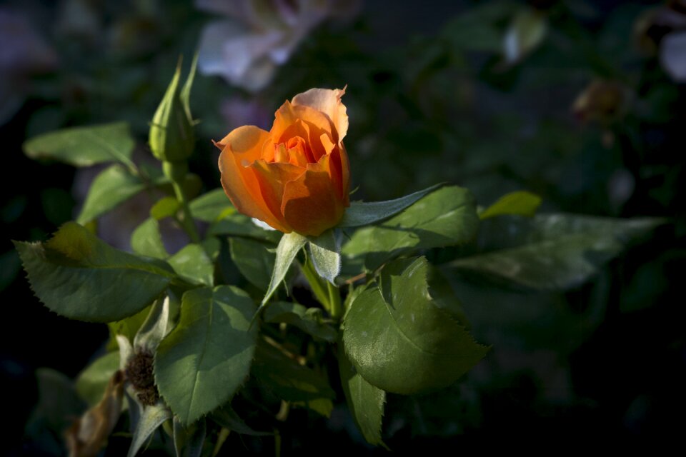 Beauty flower flowers
