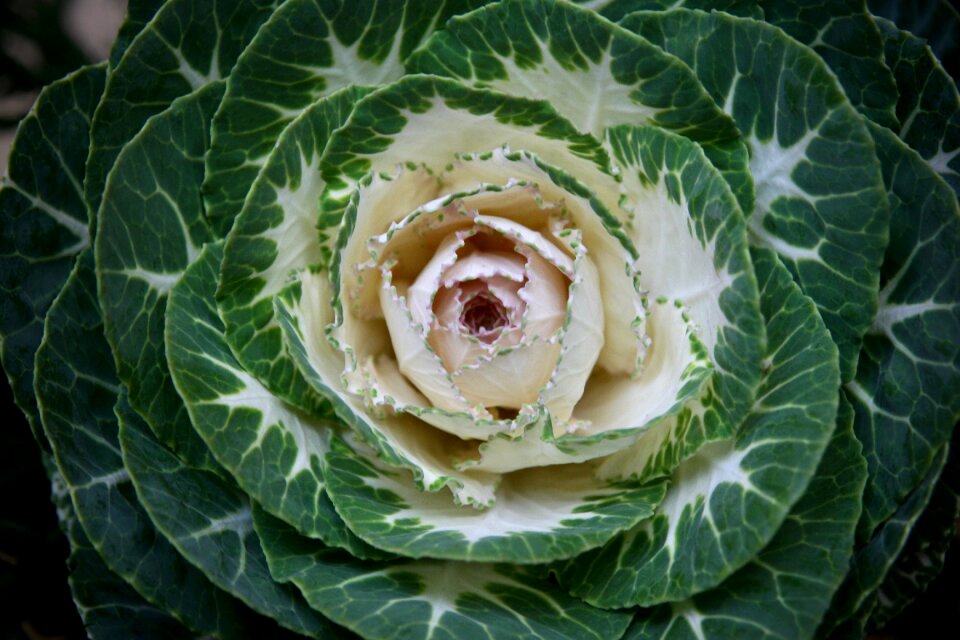 Decoration green cabbage