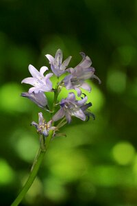 Wood garden bellflower