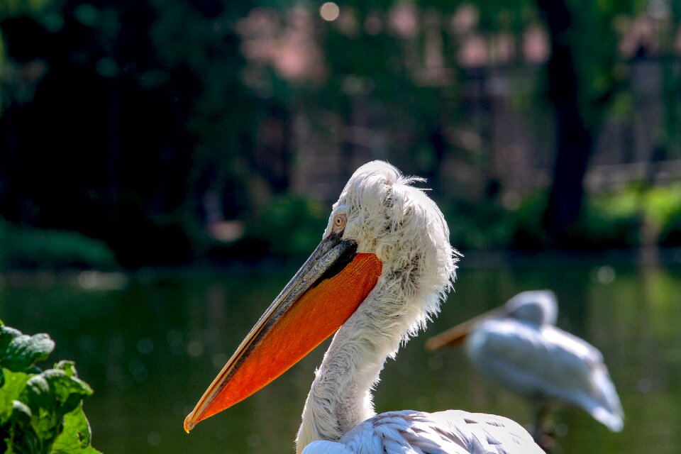 Bill water bird water