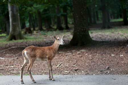 Red deer animal kitz