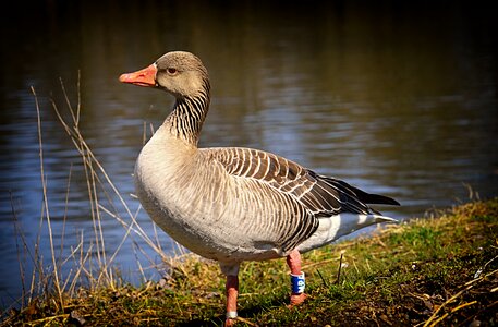Greylag goose water bird nature